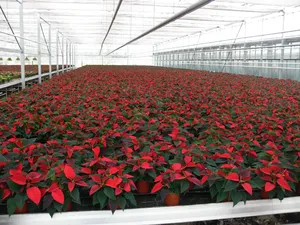 Weihnachtssterne gezogen in Torfmoos-Substrat © Matthias Krebs