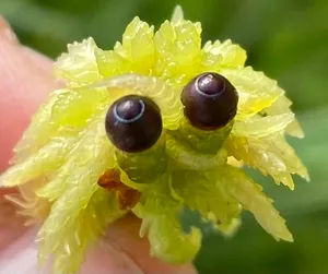 Torfmoos Samenkapseln © Greta Gaudig