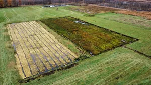 Torfmoos-Paludikultur im Barver Moor
