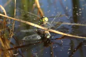 Libellen © Greta Gaudig