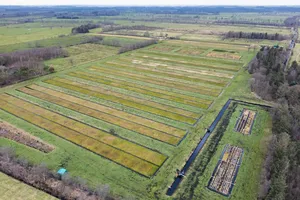 Torfmoos-Paludikultur im Hankhauser Moor © Busse