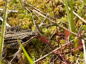 Frosch im Hankhauser Moor © Greta Gaudig